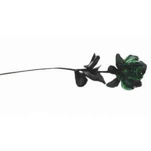 Rose verte et noire